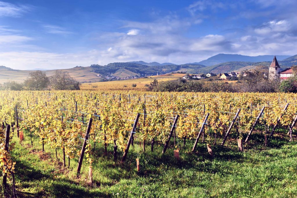 Northern Rhône Syrah is the perfect Fall wine